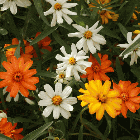 Zinnia classique