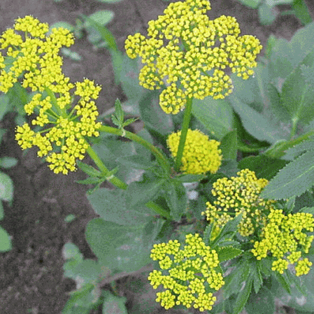 Alexanders d'or de feuille de coeur